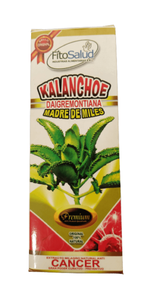 KALANCHOE